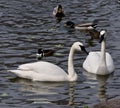 Trumpeter Swans